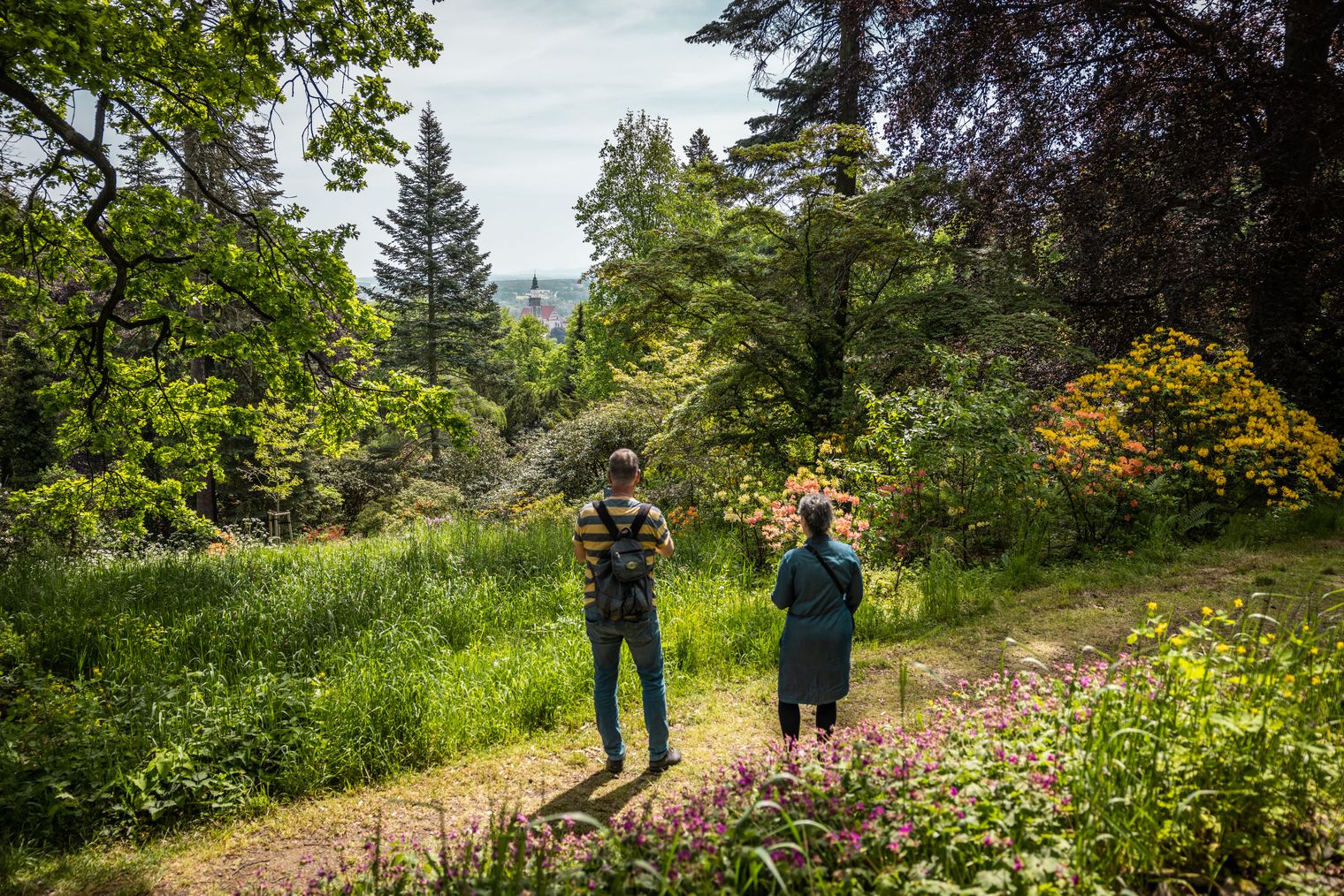 2 Personen blicken auf blühende Rhododendren und grüne Bäume im Rhododendronpark Kamenz, im Hintergrund Kirchturm der Stadt. / Two people gaze at blooming rhododendrons and green trees in Kamenz Rhododendron Park, with the town's church tower in the background.