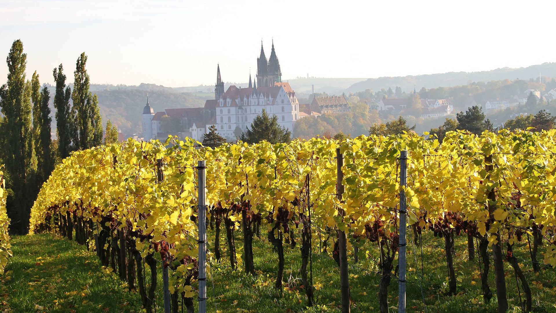 Blick von Schloss Proschwitz über die Weinberge auf die Albrechtsburg und den Dom Meißen // View from Proschwitzer vineyard to Meißen