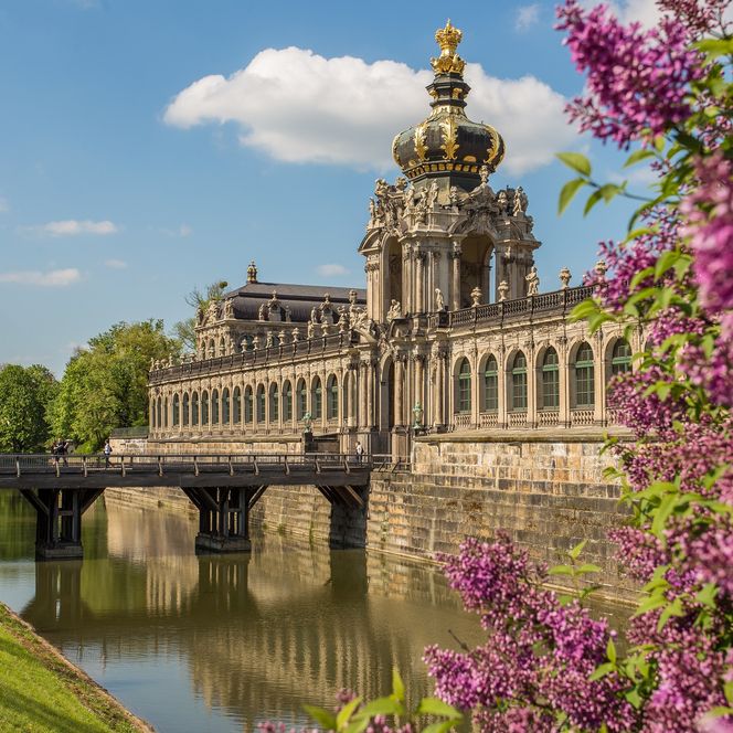Im Vordergrund sind Blüten eines Flieders und im Hintergrund der Dresdner Zwinger.