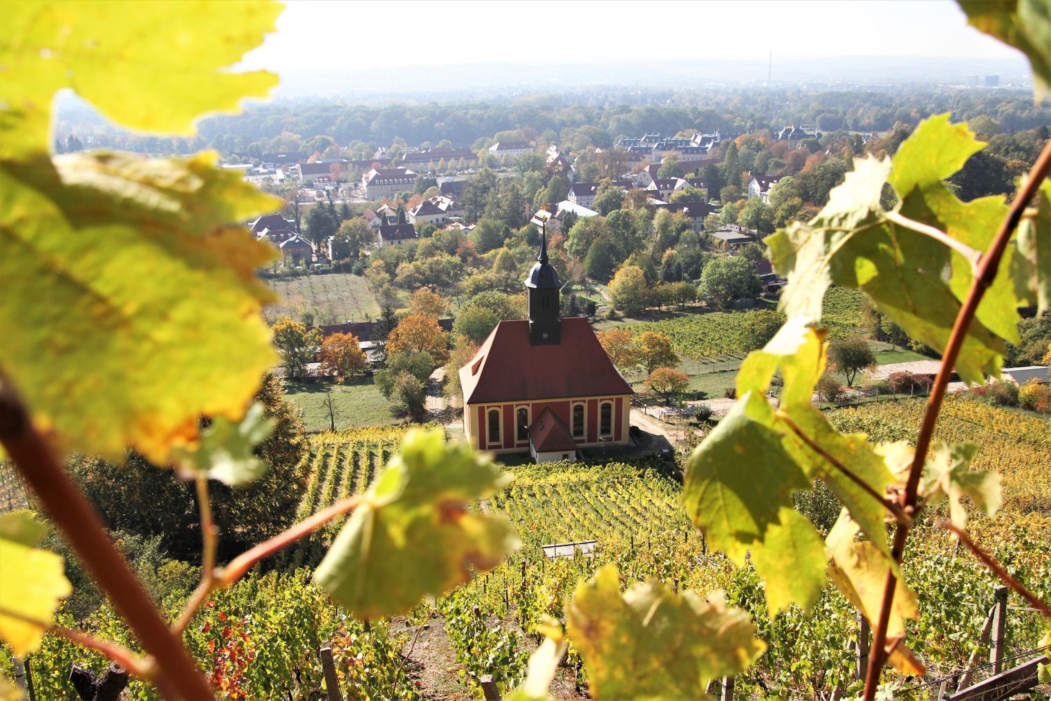 Blick auf die Weinbergkirche Pillnitz // Vineyard Church Pillnitz